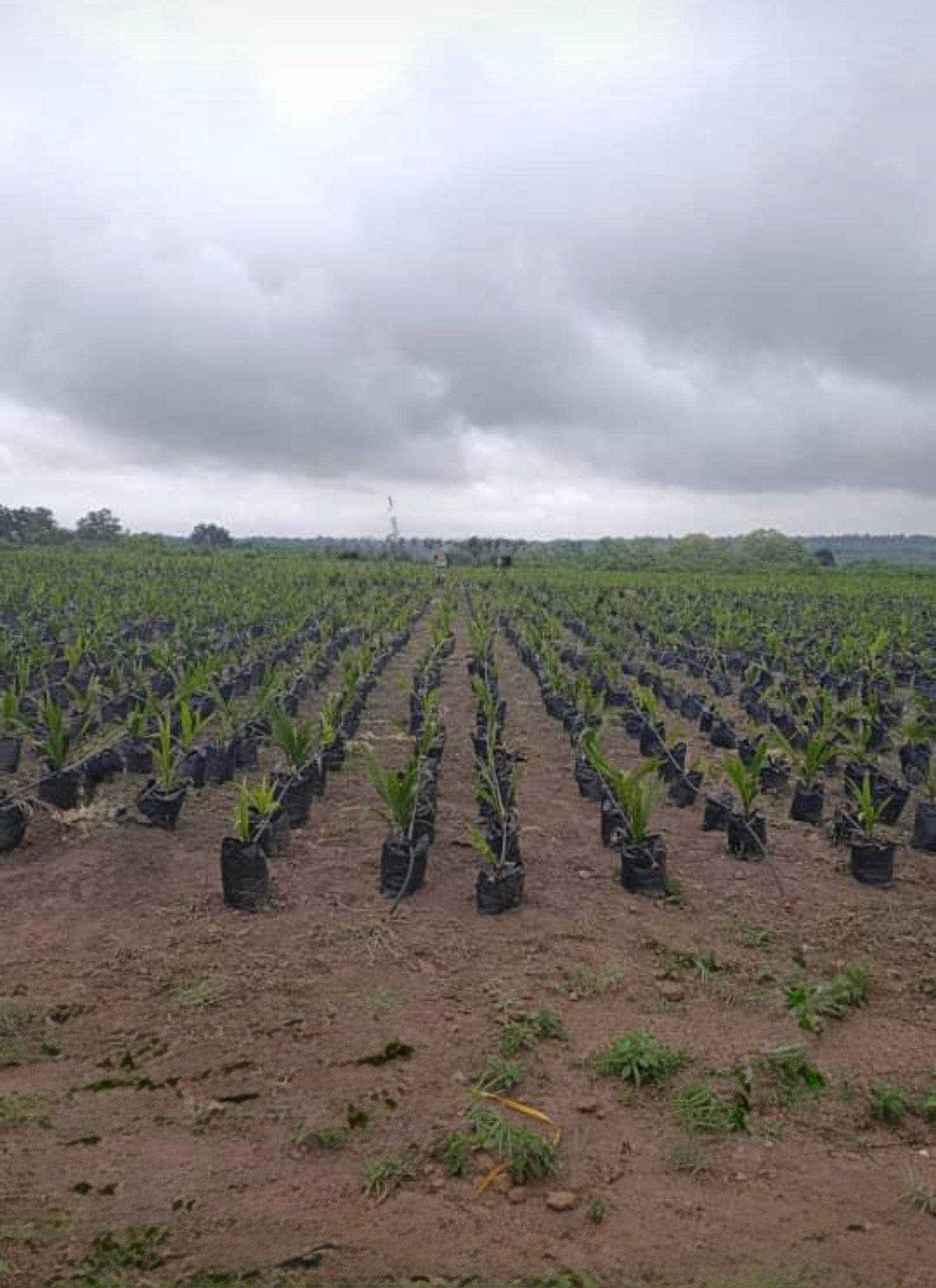 Oil Palm Nursery